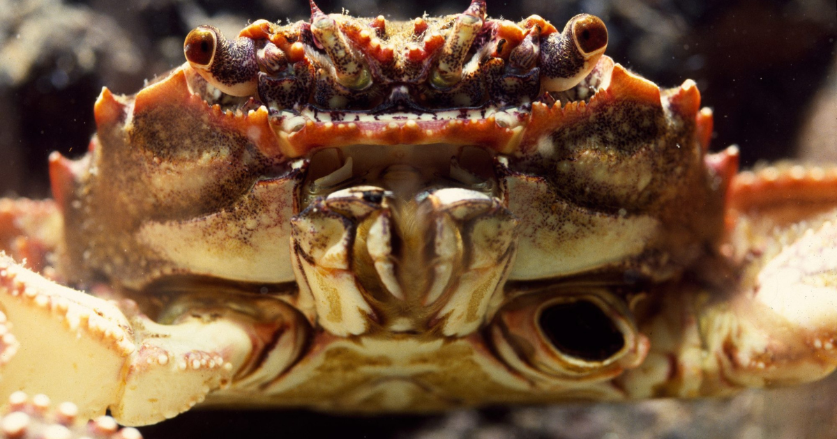 What Eats Crabs? Uncovering the Predators of These Shelled Creatures