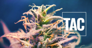 What Is TAC in Weed?